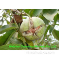Beste Walnut Kernels Light Pieces (LP)